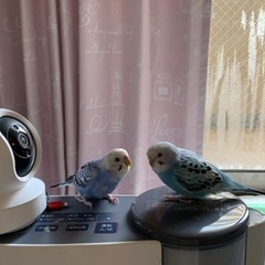 セキセイインコ　3羽