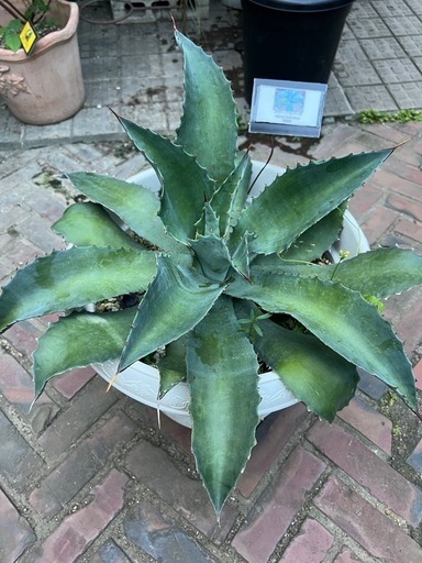 【売約済み】[植物売ります] アガベ クプレアータ