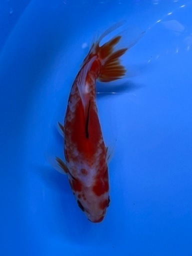 可愛い　金魚　桜ロクリン　地金　　キンギョ