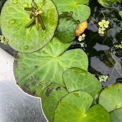 バナナプラント　水中水草の画像