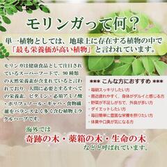 スーパーフードモリンガ1苗