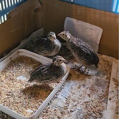 うずらお譲りします − 埼玉県