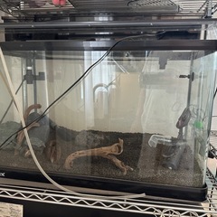 水槽 60cmの画像