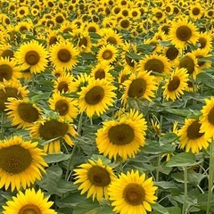 🌻緊急開催　8／11🌻英会話　夏休み特別レッスン