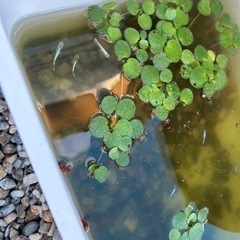 メダカ　無選別　中休みの自由研究にどうぞの画像
