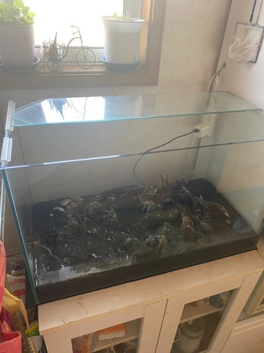 60センチガラス水槽