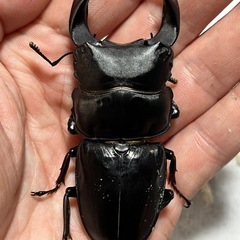 オオクワガタ