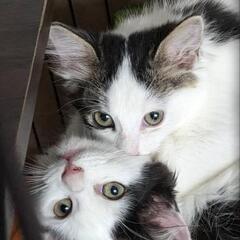  【近々譲渡予定です！⠀】 飼い主が他界し取り残されてしまったメ...