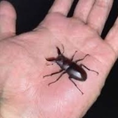 伊豆市天然採集ノコギリクワガタ小型オス