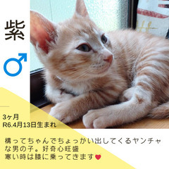 今週末‼︎8/4(日)保護猫の譲渡会【大刀洗ドリームセンター】