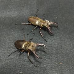 ミヤマクワガタ 成虫2ペアセット