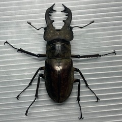 ミヤマクワガタ♂♀ペア