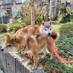 草刈りお手伝い頂ける方