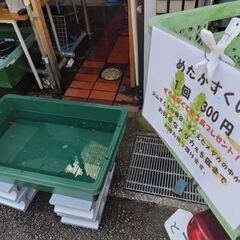 3日（土）メダカすくい！カブトムシ🪲🎁めだか色々！ミジンコ、ゾウ...