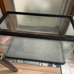 デュビア飼育セット200匹以上（爬虫類、両生類、熱帯魚などの餌