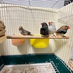 キンカチョ四羽‼️