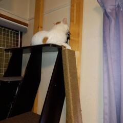 【受注生産】 猫 脱出防止 ドア 柵の画像