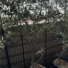 ※販売済※オリーブの木① 鉢植えの画像