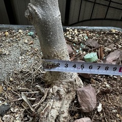 ※販売済※オリーブの木① 鉢植えの画像