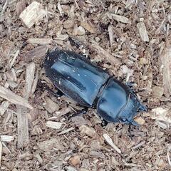 ヒラタクワガタ　ペアの画像