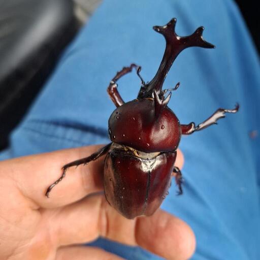 カブトムシ4ペア