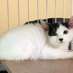 うさぎみたいな尻尾がチャームポイント♡ちょっぴりビビリ君🐹優しい...