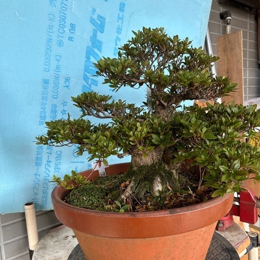 皐月盆栽寿光
