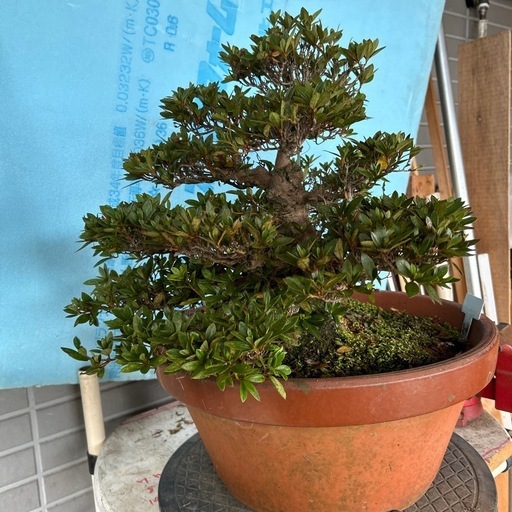皐月盆栽寿光
