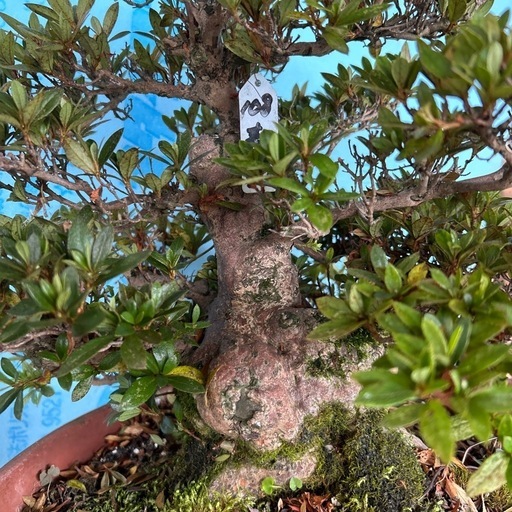 皐月盆栽寿光
