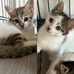 2匹の子猫ちゃん