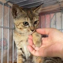 少し毛長×キジサビmix♡おしゃ可愛♡生後2〜3ヶ月の子猫