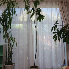 観葉植物の画像