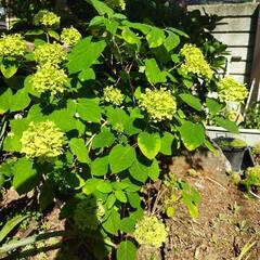 アナベルアジサイ切り花13本