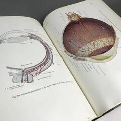 🔷🔶🔷ut26/82 PERNKOPF Atlas of Topographical and Applied Human Anatomy 医学書 洋書 vol1■🔷🔶🔷の画像