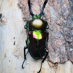 ニジイロクワガタ　3頭　♂♀♀ 新成虫　ニジイロ　クワガタ　格安　大型の画像
