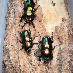 ニジイロクワガタ　3頭　♂♀♀ 新成虫　ニジイロ　クワガタ　格安　大型の画像