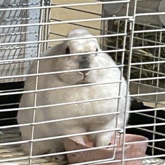 うさぎ