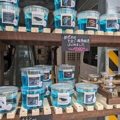 めだかのたまごと針子　墨碧眼（スミヘキガン）　無人販売24時間営業中！　宜野湾市大謝名小学校の裏門前　Googleマップにのってます👍の画像