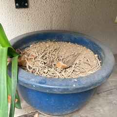信楽焼植木鉢　10/5に取りに来られる方のみの画像