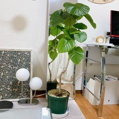 【お取引決定しました☺️🪴👌】フィカス・ウンベラータ 