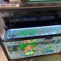 熱帯魚セット　決まりました。の画像