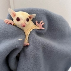 フクロモモンガ　ルビープラチナ　の画像
