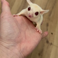 フクロモモンガ　ルビープラチナ　 − 埼玉県