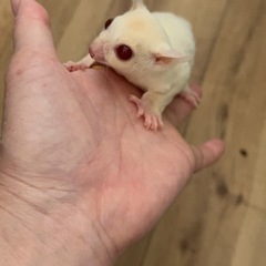 フクロモモンガ　ルビープラチナ　 - ペット