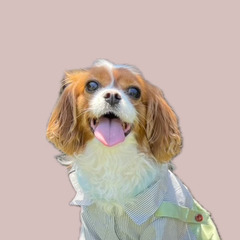 犬友達募集🐶🐾