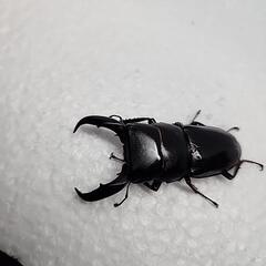 サキシマヒラタクワガタ♂️60mm単品の画像