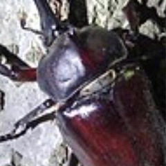 カブトムシ、３０匹
