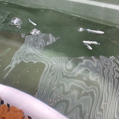 メダカ、シュリンプ飼いたい方の画像