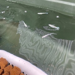 メダカ、シュリンプ飼いたい方の画像