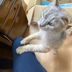 とても人間が大好きなおじぃーちゃん猫です